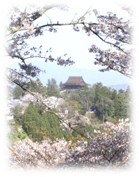 吉野山の桜 蔵王堂(世界遺産)